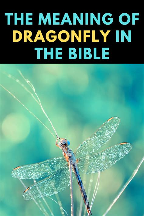 dragonfly meaning in bible|dragonfly in the bible meaning.